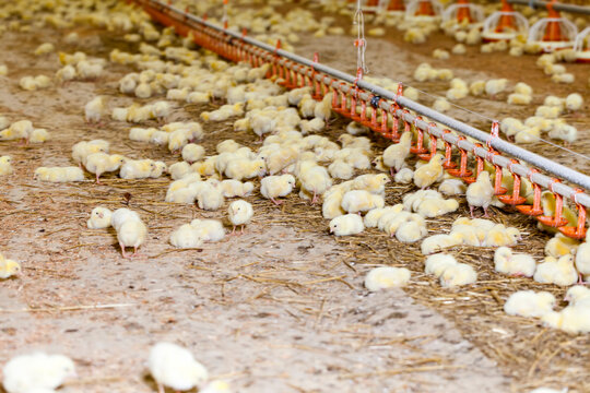 white meat chicken chicks at a poultry farm