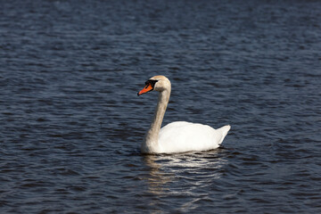 wild birds swimming swans