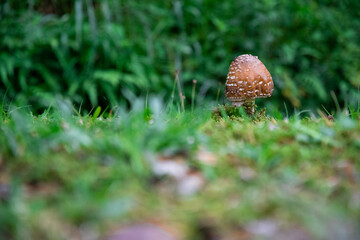 山で見つけたキノコ