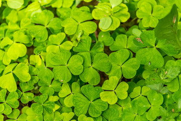 Spring Clover Closeup for Background