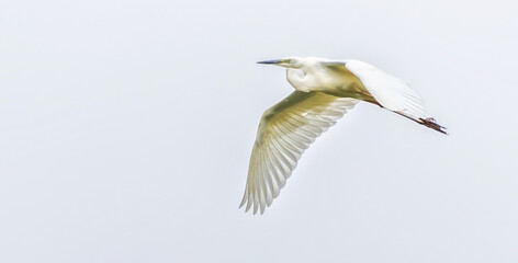 Great White Egret Flying in a White Sky