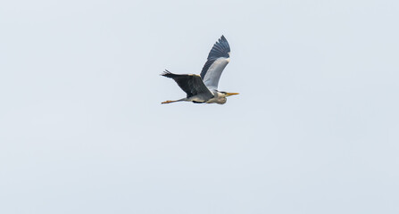 Grey Heron Flying in a Cloudy Sky