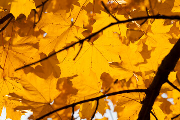 autumn tree with foliage changed color in the autumn season
