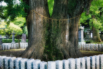 樹齢550年前後といわれ、栃木県指定の天然記念物に指定されている大銀杏
