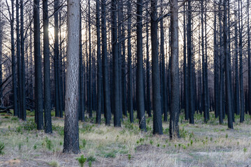 A burnt forest with new sprouts shooting on Kangaroo Island South Australia on 9th May 2021