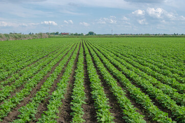 Fototapeta na wymiar Green bushes of legumes planted in even rows.