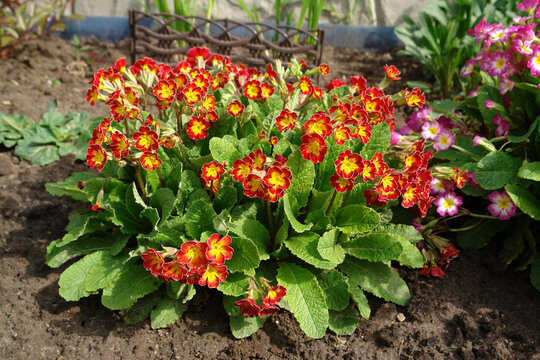 Primula elatior (true oxlip) of the 'Victoriana Gold Lace Red' variety in the garden. Red primrose with bright yellow centres, selective focus