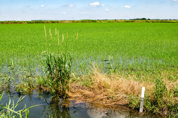 Growing rice. Dense green sprouts of rice on a field with water.