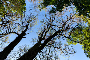 trees with green foliage in the summer