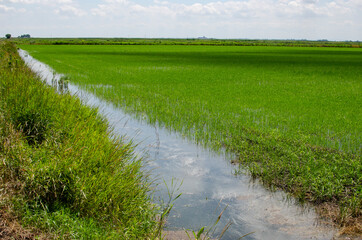 A large field with green rice sprouts in the water.