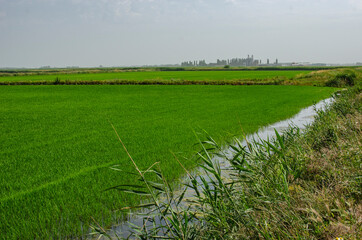 Rice-irrigation system with green rice fields flooded with water.
