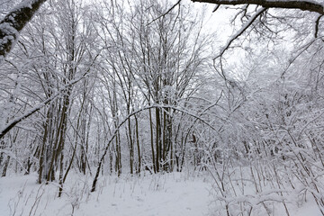 bare deciduous trees in the snow in winter