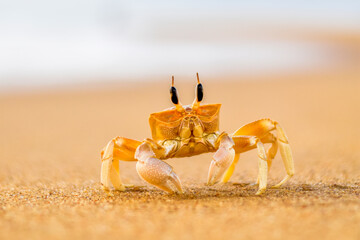 Golden crab on golden beach (Mount Lavinia beach - Sri Lanka)