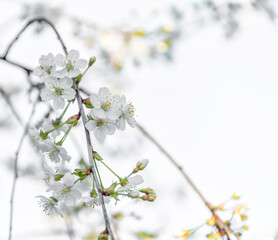 Spring Fruit Tree Blossoms in a Garden