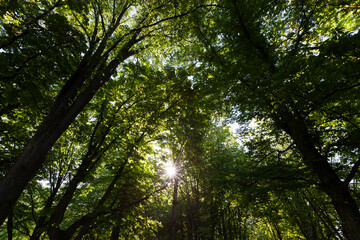 foliage of the trees is illuminated by bright sunlight