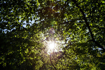 Fototapeta na wymiar foliage of the trees is illuminated by bright sunlight