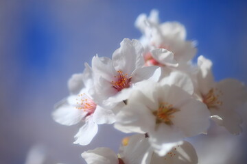Cherry Blossom, 春の桜のマクロ撮影