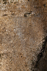 the structure of the tree bark
