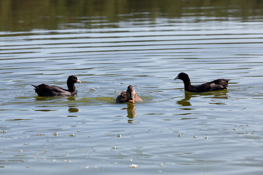floating wild ducks