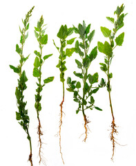 Chenopodium, album plant isolated on white background - common weed