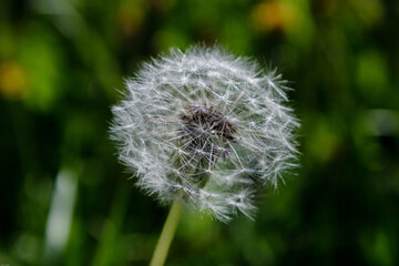 Dandelion on green background