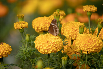 Butterfly in marigold flower plant.