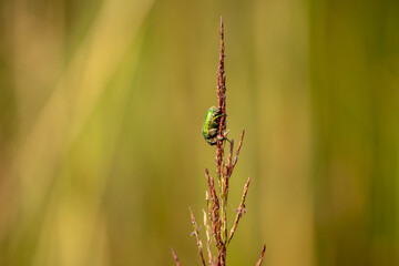 Small insect in plant. Nature for all.