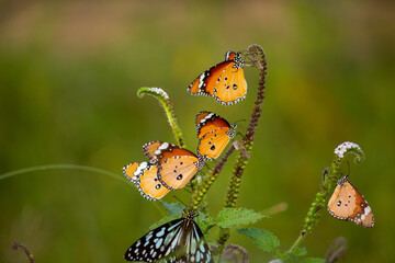 Collection of Butterfly. Plain tiger  and tiger butterflies.  © Pratik
