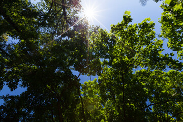 Fototapeta premium trees with green foliage in the summer