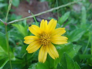 amazing sunflower bloom in cloudy day