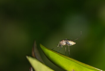 Mosquito resting on a green leaf during the night hours in Houston, TX. These are most prolific during the warmer months and can carry the West Nile virus.