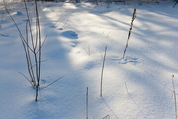 plants covered with snow and frost