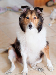 Cute Shetland sheepdog sitting on ground and looking at camera with messy home background, full length portrait, naughty dog concept.