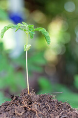 tamarind tree growing from seed