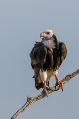 Portrait image of  a endangered White-headed vulture perched in a dead tree in Africa against a blue background.
