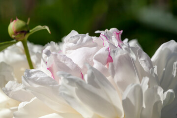 white peonies blooming in the summer