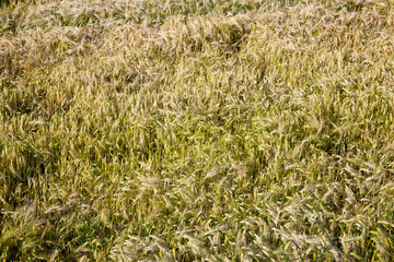 ripening rye in an agricultural field
