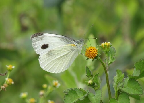 A Pieris Canidia butterfly sitting on a flower