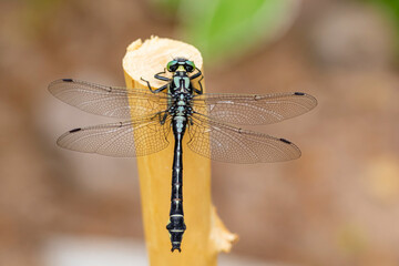 Dragonfly in the beak of a stick