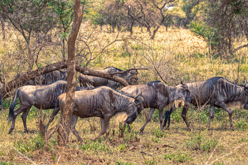 Tanzania, Serengeti park – Gnu or Wildebeest antelope.