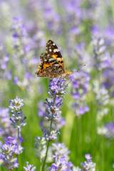 The Painted Lady (Vanessa cardui) sitting on the Lavender flower in the summer. Close up. Macro.