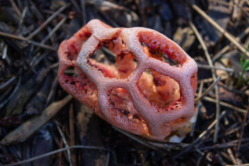 Clathrus Cancellatus mushroom found in the woods of Porto Caleri park, Rosolina, Italy. Curiously shaped red mushroom inedible.