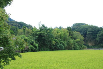 黄色くなり始めた稲穂(神戸市西区の風景)