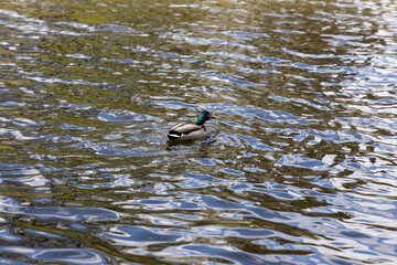 Drake duck swims on the lake. Summer day.