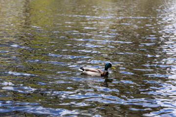 Drake duck swims on the lake. Summer day.