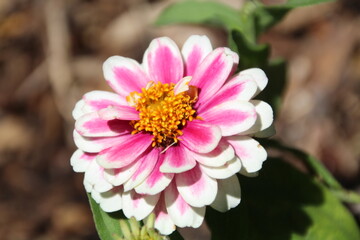 Obraz premium Zinnia Of Summer, Alexander Circle, Edmonton, Alberta