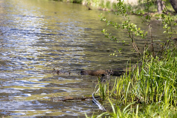 Drake duck swims on the lake. Summer day.