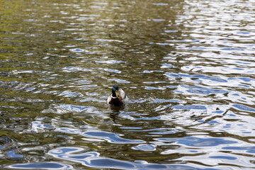 Drake duck swims on the lake. Summer day.