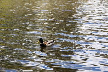 Drake duck swims on the lake. Summer day.