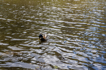 Drake duck swims on the lake. Summer day.